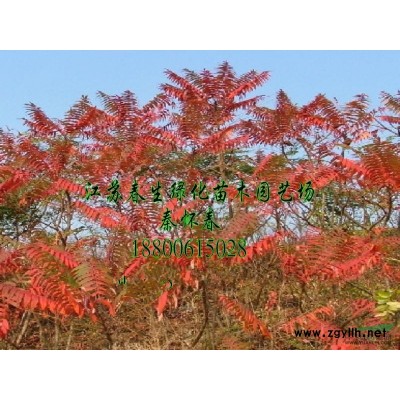 国槐树苗报价/江苏国槐树苗报价