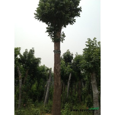 白蜡、柳树、木瓜、木槿、白皮松、油松、国槐