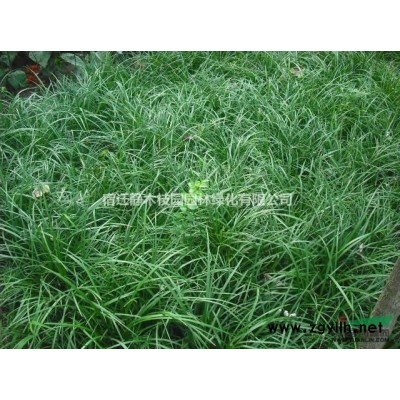 江苏沭阳县供应大量栾树