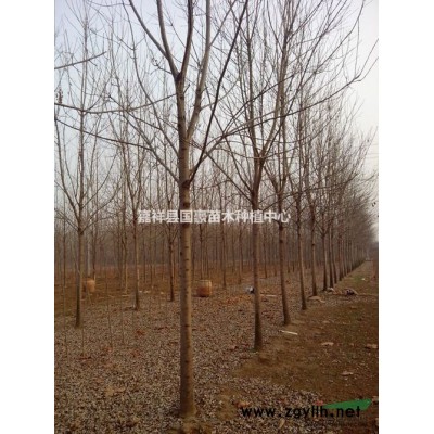 北栾树什么地方卖