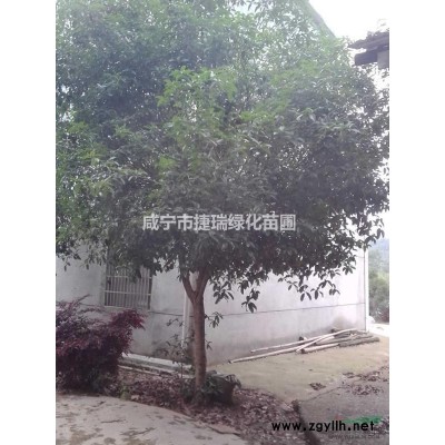 湖北栾树 黄山栾树价格 咸宁黄山栾树 咸宁栾树