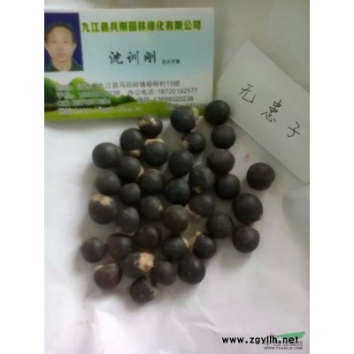 栾树