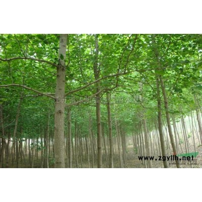 栾树 优质栾树 栾树价格 南栾