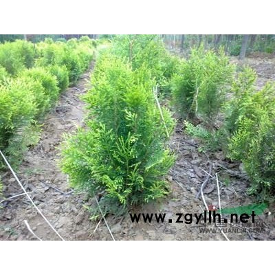 河南2到3公分栾树