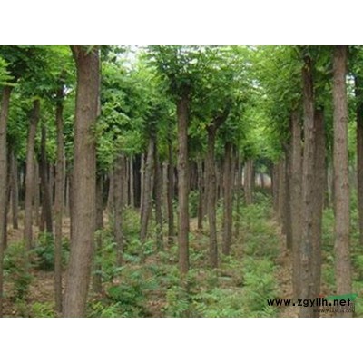 石家庄速生国槐厂家_供应；石家庄速生国槐价格；方林苗木