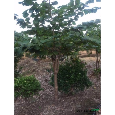 萧山 栾树4报价/浙江萧山 栾树4报价