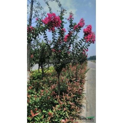 栾树供应/栾树图片