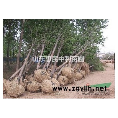 常年供应：白蜡、国槐、榆树、柳树、合欢、臭椿、法桐、柽柳、