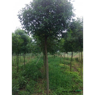 大叶女贞 、国槐