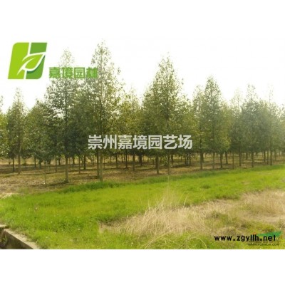 成都郫县温江崇州长期低价供应栾树等乔灌木