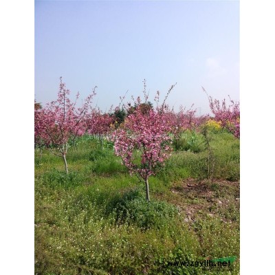 精品大黄山栾树