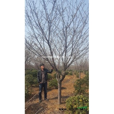 栾树12-20cm大量出售