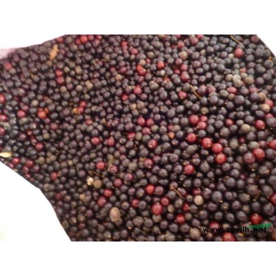 山东国槐种子介绍