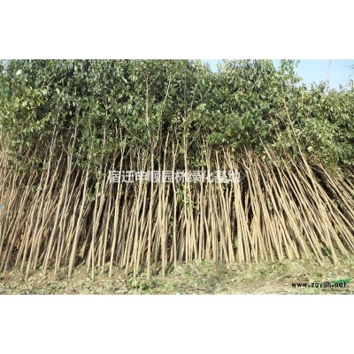 栾树 紫叶李 紫薇 柳树 法桐 大小叶黄杨 金叶女贞