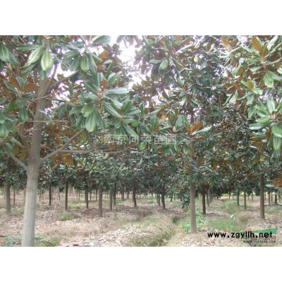 2016年栾树小苗价格 *便宜的黄山栾树价格信息