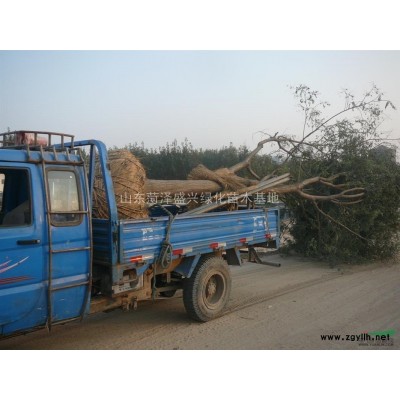 目前*新8公分国槐价格