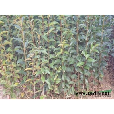 江苏栾树小苗介绍