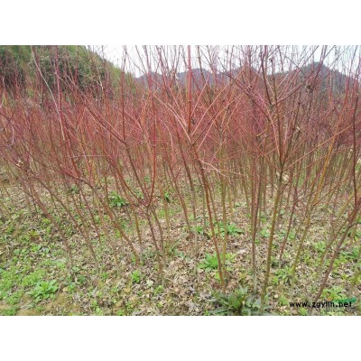 优质D2—3黄山栾树小苗，10万株，