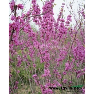 江苏省新沂市供应国槐黄山栾树