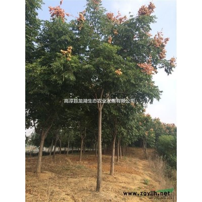 供应3-12公分黄山栾树，精品南栾，江苏南京货源