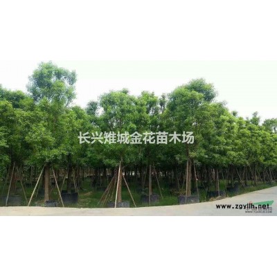 供应长兴栾树、栾树报价