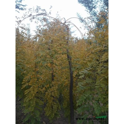 黄金垂槐，国槐