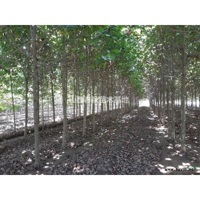 供应3-4-5-6米山西雪松、、精品雪松、运城雪松图1