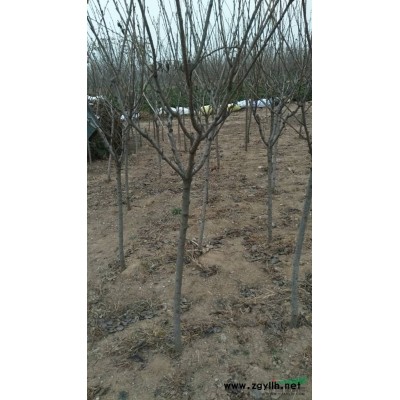 山东青岛雪松便宜树形优美