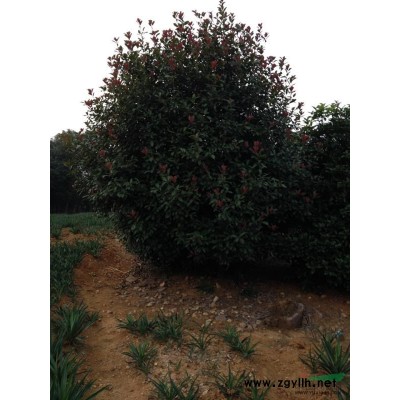 江苏黄山栾树小苗3信息