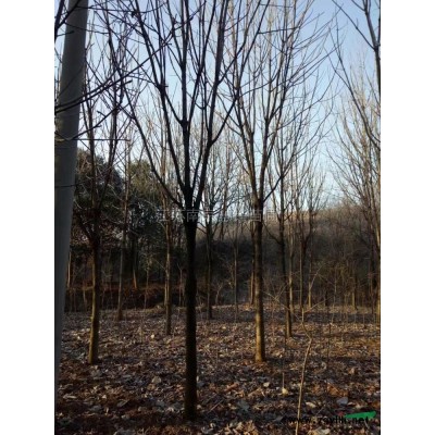 江苏雪松 南京雪松