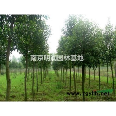 栾树基地报价表