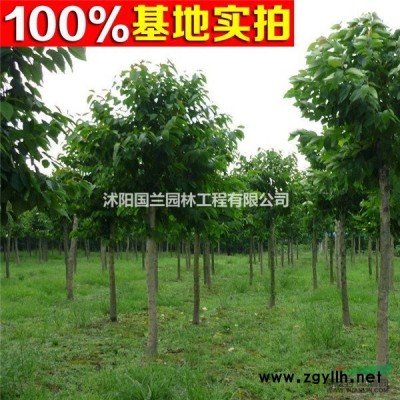 雪松 雪松价格 雪松小苗雪松树苗雪松工程苗报价