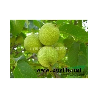 大量供应栾树 黄山栾树 北栾 南栾