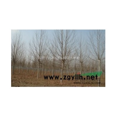 雪松 暂地用湾法桐 紫薇 皂角 楸树 垂柳