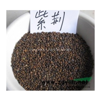 供应国槐种子价格