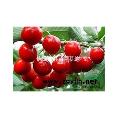 日本樱花.火炬.国槐唐山财胜绿化苗圃