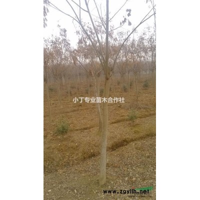 南京雪松价格 江苏雪松价格 南京雪松批发 雪松基地 雪松苗