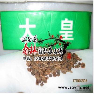 供应 雪松 雪松树苗 雪松苗 雪松价格 超耐寒绿化苗木 规格*图2