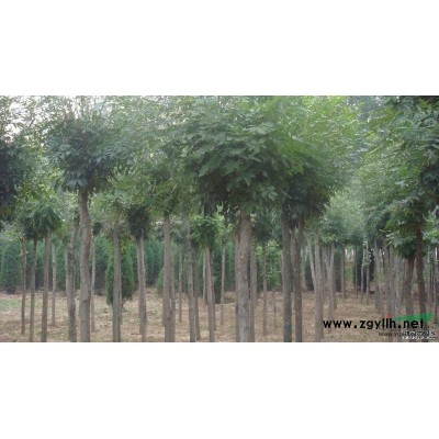 山东国槐/优质国槐长期供应/山东荷泽贸源苗木