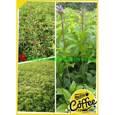 桂花树.桂花苗.栾树.重阳木