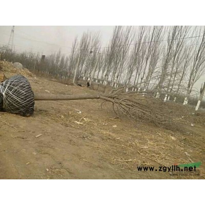 供应国槐10公分-40公分大规格 土球全冠