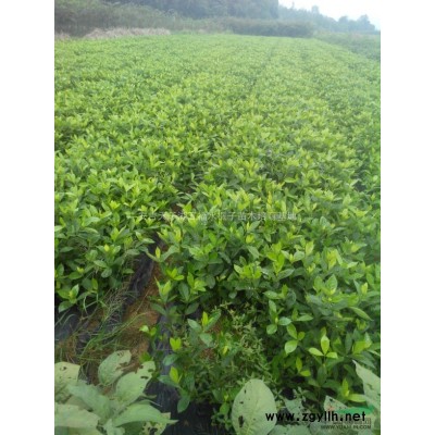 黄山栾树/浙江黄山栾树价格优惠