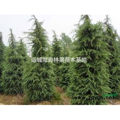 国槐、国槐种子、雪松、白皮松、塔松等