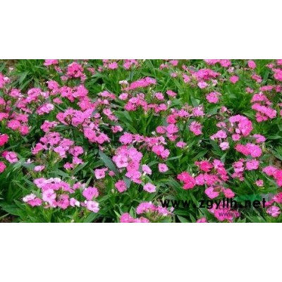 白皮松价格|鸢尾花供应|河北草花厂家