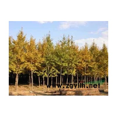 河南信阳供应黄山栾树3-5公分十万棵
