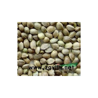 供应麻疯树种子，国槐种子，麦冬草种子，金鸡菊种子