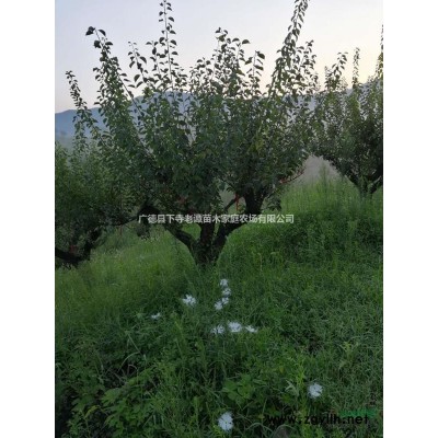 15、18公分黄山栾树，12、15公分三角枫，15公分大叶女