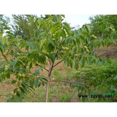 白皮松籽 山桃籽 山杏籽 国槐籽 毛桃籽 五角枫籽