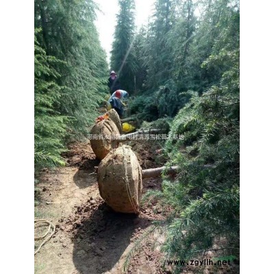 常年供应1—50公分栾树