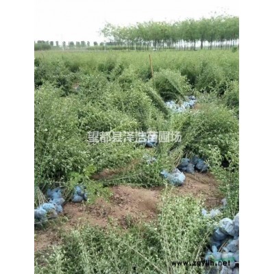 【栾树】供应栾树河北栾树报价精品栾树种植基地定州栾树供应商